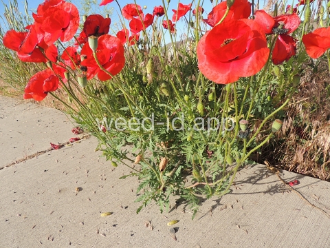 poppy, corn